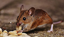 24 Hour & Emergency Exterminators in Eleroy, IL